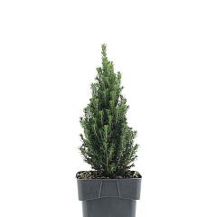 Picea glauca 'Zuckerhut'
