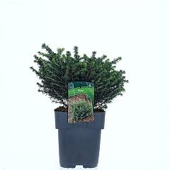 Picea omorika 'Karel'