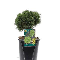 Pinus mugo 'Picobello'
