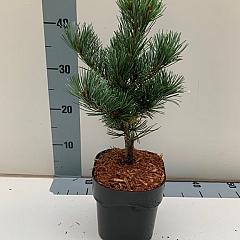 Pinus parviflora 'Glauca'