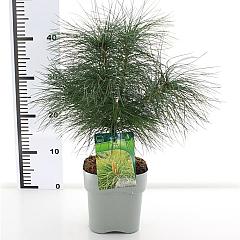 Pinus strobus