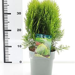 Platycladus or. 'Aurea Nana'