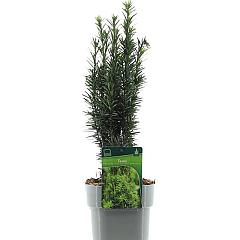 Taxus b. 'Fastigiata Robusta'