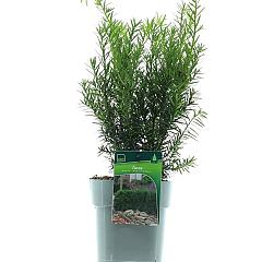 Taxus media 'Densiformis'