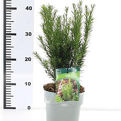 Taxus media 'Groenland'