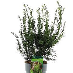 Taxus media 'Groenland'