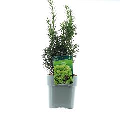 Taxus media 'Hicksii'