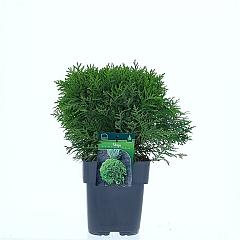 Thuja occ. 'Danica'