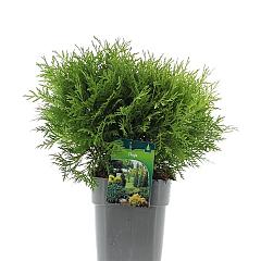 Thuja occ. 'Danica Aurea'