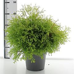 Thuja occ. 'Fire Chief'