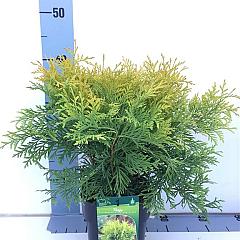 Thuja occ. 'Golden Globe'