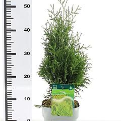 Thuja occ. 'Holmstrup'