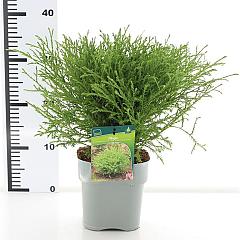 Thuja occ. 'Mr Bowling Ball'