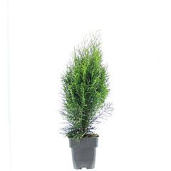 Thuja occ. 'Smaragd'