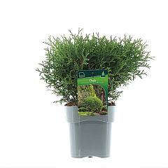 Thuja occ. 'Tiny Tim'