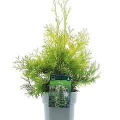 Thuja occ. 'Yellow Ribbon'