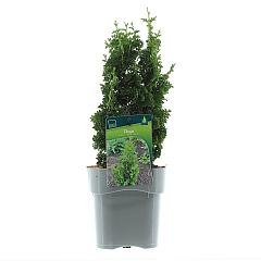 Thuja occ. 'Zmatlik'