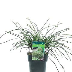 Thuja pl. 'Whipcord'