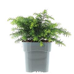 Tsuga can. 'Jeddeloh'