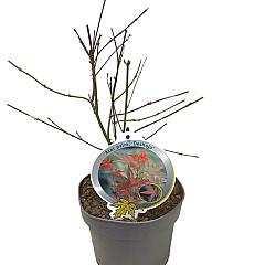 Acer pal. 'Deshojo'