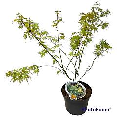 Acer pal. 'Seiryu'