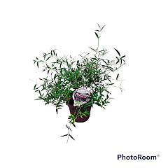 Buddleja d. 'Flutterby Lavender V!'