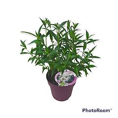 Buddleja Flutterby Pet. Snow White