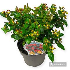 Hypericum 'Miracle Attraction'®