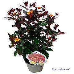 Hypericum 'Miracle Night'®