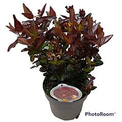 Hypericum 'Miracle Night'®