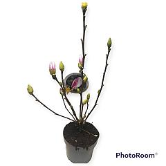 Magnolia 'Fragrant Cloud'