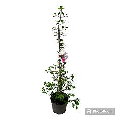 Viburnum plic. 'Kilimandjaro Sunrise' ®
