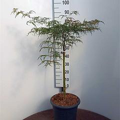 Acer pal. 'Garnet'