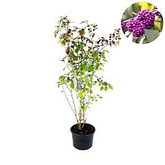 Callicarpa bodinieri 'Profusion'