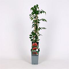 Campsis radicans