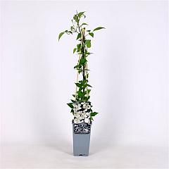 Clematis spooneri
