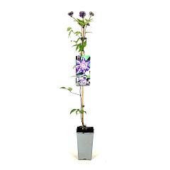 Clematis 'Multi Blue'