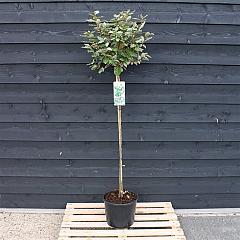 Elaeagnus ebbingei
