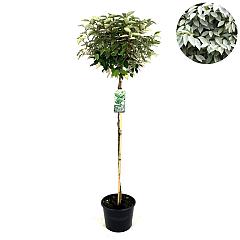 Elaeagnus ebb. 'Compacta'