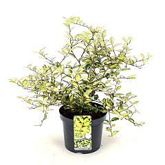 Elaeagnus pungens 'Maculata'