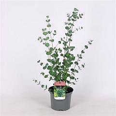 Eucalyptus gunnii