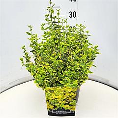 Euonymus fort. 'Emerald 'n' Gold'