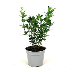 Euonymus japonicus