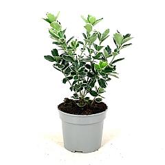 Euonymus jap. 'Kathy'