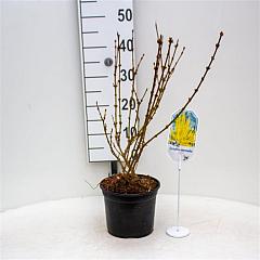 Forsythia int. 'Lynwood'