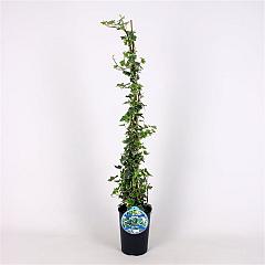 Hedera hel. 'Eva'