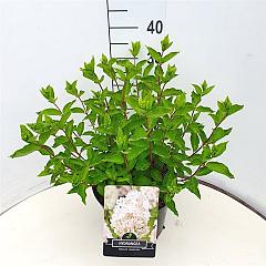 Hydrangea pan. 'Grandiflora'