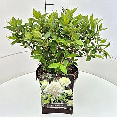 Hydrangea pan. 'Kyushu'