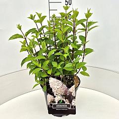 Hydrangea pan. 'Silver Dollar'