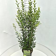 Ligustrum ovalifolium